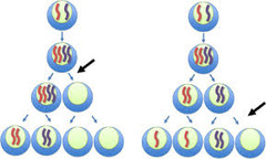 <p>the most common error in meiosis and occurs when homologous chromosomes fail to separate</p>
