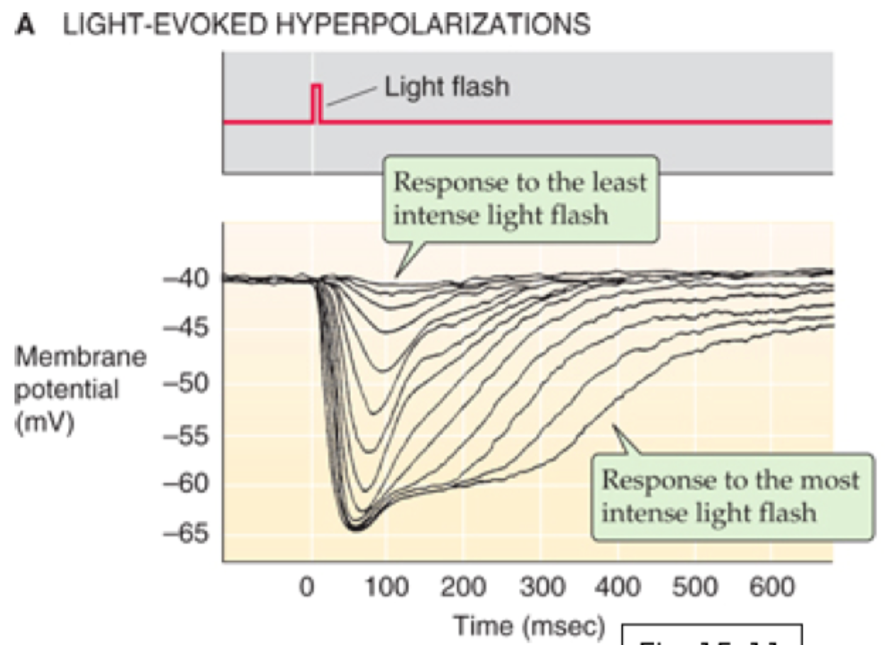 <p>Jo stærkere lysintensitet, desto <strong>større og længerevarende hyperpolarisering</strong></p>