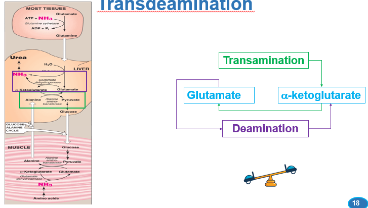 <p>what process does the combination of transamination and oxidative deamination constitute </p>