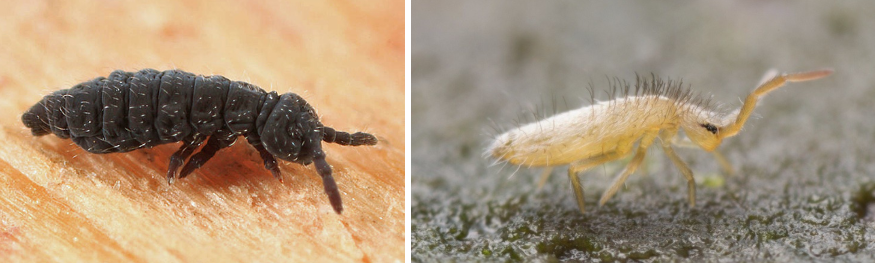 <p>What Class are these bugs in?</p>