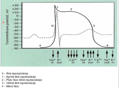 <p>0 - parasti atbilst QRS komplekss tai ātrajai depolarizācijai</p>