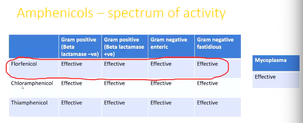 <p><strong>Phenicols</strong></p><p>• Disrupts bacterial protein synthesis</p><p>• Bacteriostatic (can be cidal at higher doses)</p><p>• Broad spectrum</p><p>• Some products have a mycoplasma licens.</p><p>• Very good tissue penetration - penetrates joints, testicles, lungs and crosses blood brain barrier</p><p>• Commonly used for pneumonia and joint ill</p><p></p><p><strong><u>Spectrum of Activity</u></strong></p><ul><li><p>Image</p></li></ul><p></p>