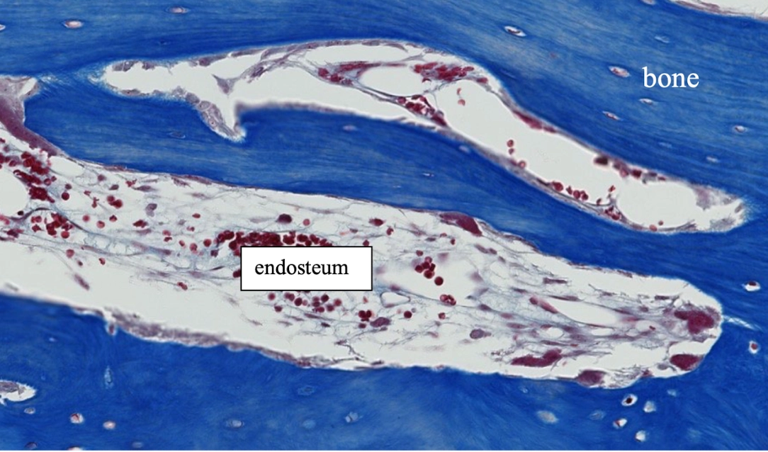 <p>Endosteum is the inner loose irregular connective tissue lining of bone. It covers all inner surfaces and surrounds blood vessels.</p>
