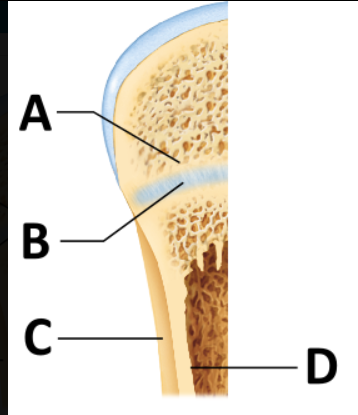 <p><span>During bone growth, which significant event occurs at the surface indicated by the letter D?</span></p>