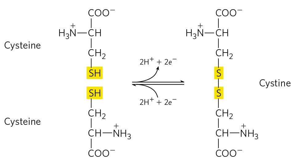 <p>A bond formed between two cysteins</p>