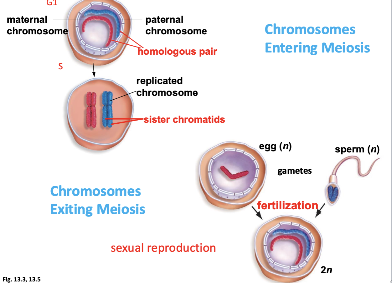 <ul><li><p>replication achieves high fidelity of chromosomes in parent cell </p></li><li><p>replicated chromosomes as sister chromatids </p></li><li><p>STILL 2n !!!! → Doubled DNA but did not increase # of chromosomes </p></li><li><p>enter meiosis this way</p></li></ul><p></p>
