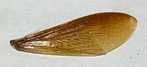 <p></p><p>ID wing veins</p><p>costa</p><p>subcosta</p><p>radius</p><p>media</p><p>cubitus</p><p>anal</p><p>jugal</p><p>cross vein</p>