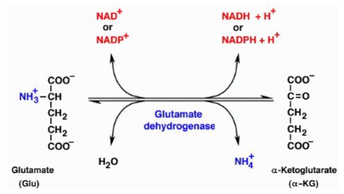 <p>glutamate dehydrogenase reaction which removes the alpha amino group from glutamate to produce free ammonia and alpha-ketoglutarate </p>