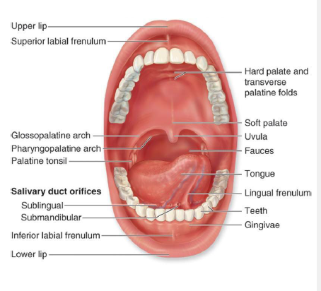 <ul><li><p>oropharynx and tonsils examination</p></li><li><p>visualize and palpate the soft and hard palates and the maxillary tuberosity</p></li><li><p>stretch out the buccal mucosa and labial mucosa, visulaize and palpate for any abnormality</p></li><li><p>examine the mandible</p></li><li><p>floor of the mouth</p></li><li><p>tongue examination</p></li><li><p>attached gingiva</p></li><li><p>assess the amount and quality of the saliva (thick foamy saliva→ dry mouth)</p></li><li><p>evaluation of parafunctional habits (bruxism)</p></li></ul><p></p>
