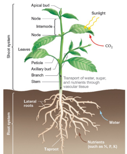 <p>Shoot System Structure and Function</p>