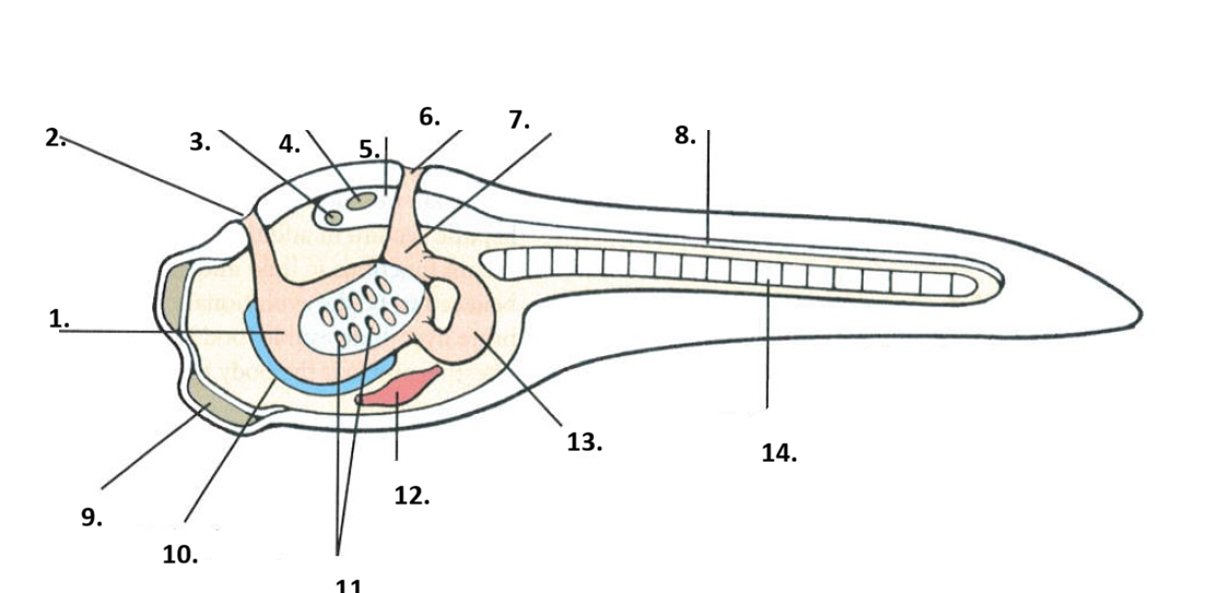 <p>Phylum, Subphylum, name</p>