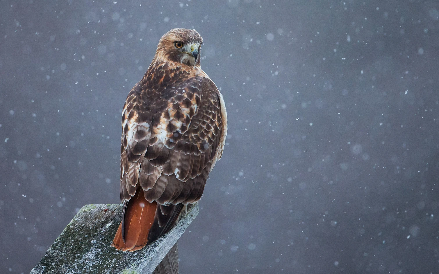 <p>brown body, red tail</p>