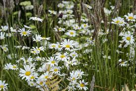 <p><strong>(<em>Leucanthemum vulgare</em>)</strong> – White daisy with yellow center. Fields. <strong>Autotroph.</strong><br><strong>Uses:</strong> Ornamental; minor edible use.</p>