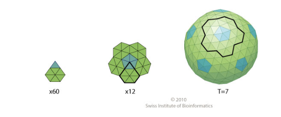 <p><span style="background-color: transparent; font-family: "Helvetica Neue", sans-serif;">Icosahedral capsids with a triangulation number T=7 are composed of 12 pentameric and 60 hexameric capsomeres for a total of 420 capsid proteins.</span><br><br><span style="background-color: transparent;">if we know that T1 is 60 proteins, do 60 × 7 = 420</span></p>