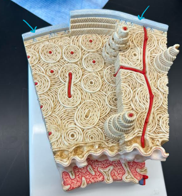 <p>ID part of bone histology </p>