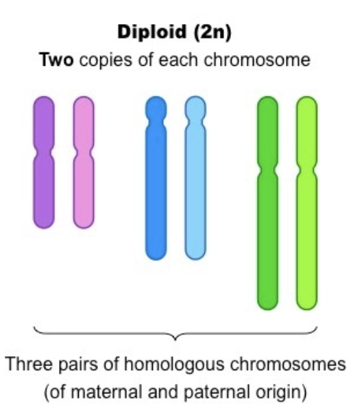 <p>Cell containing 2 copies of every chromosome (1 as backup)</p>
