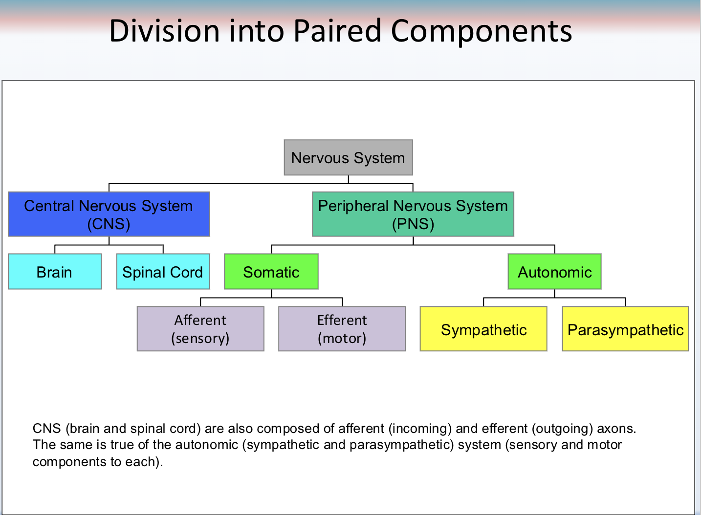 <p>Composed of CNS and PNS that can be divided into sections</p>