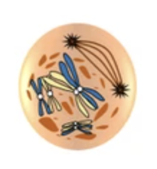 <p><span style="background-color: transparent;">This could be a cell about to begin: </span></p><ol><li><p><span style="background-color: transparent;">Mitosis</span></p></li><li><p><span style="background-color: transparent;">Meiosis</span></p></li><li><p><span style="background-color: transparent;">Either mitosis or meiosis</span></p></li></ol><p></p>
