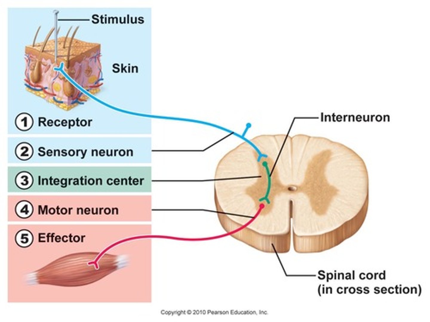 <p>Automatic response, from spine first</p>