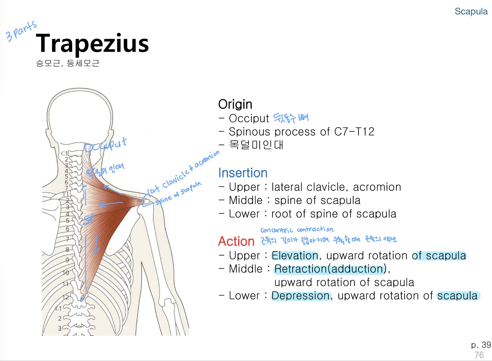 <p>Middle Trapezius I → O</p>
