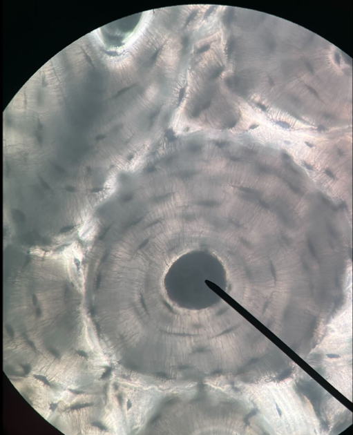 <p>ID Structure</p>