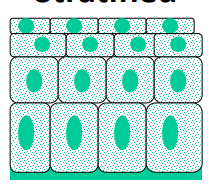 <p>Typa layering</p>