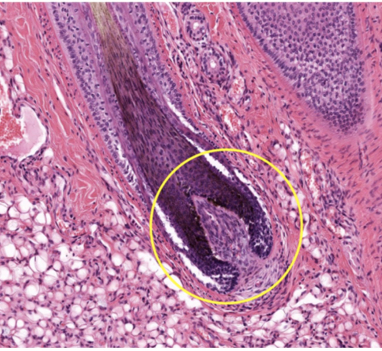 <p>Identify the structure</p>