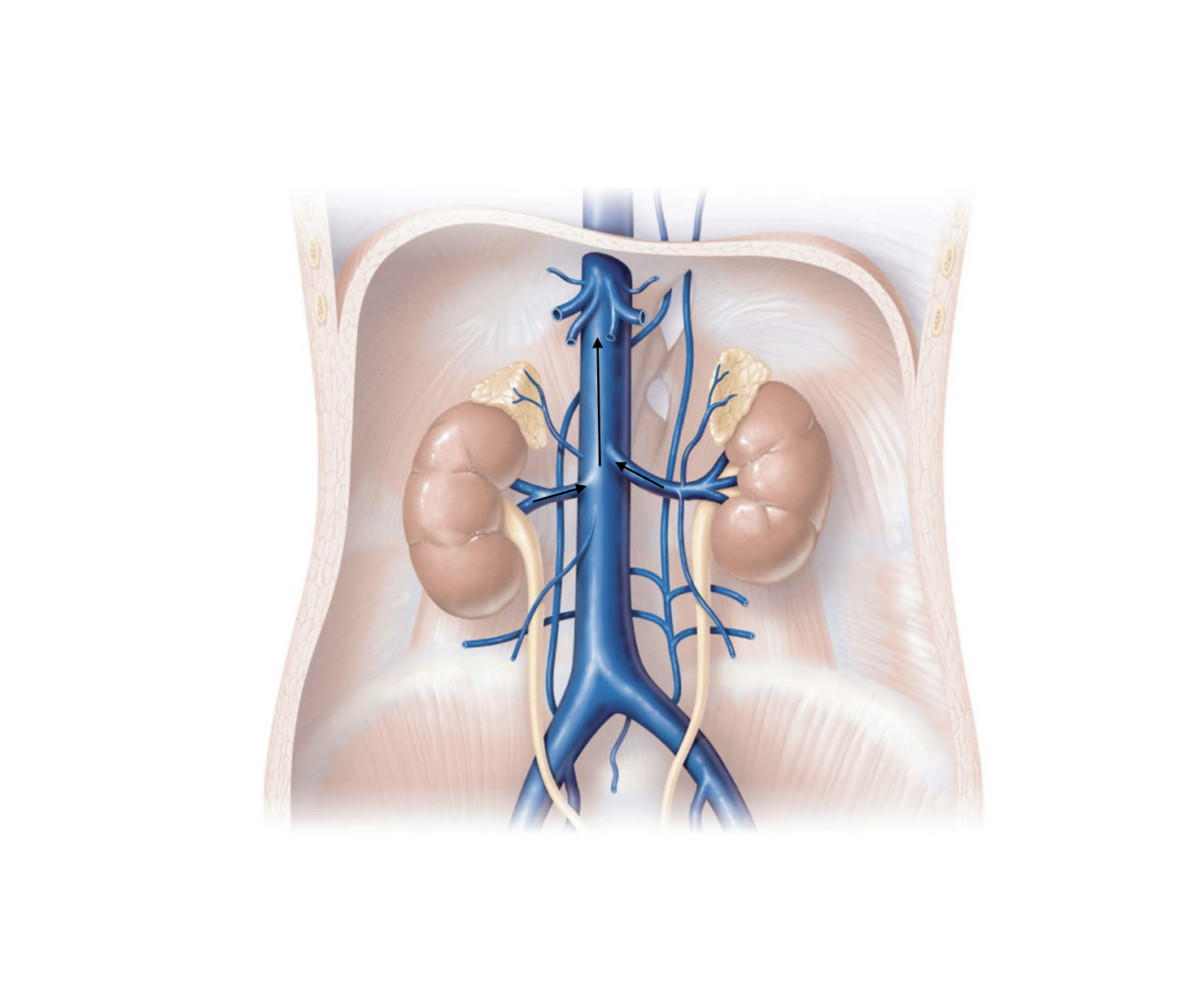 <p>Kidneys Pathway</p>