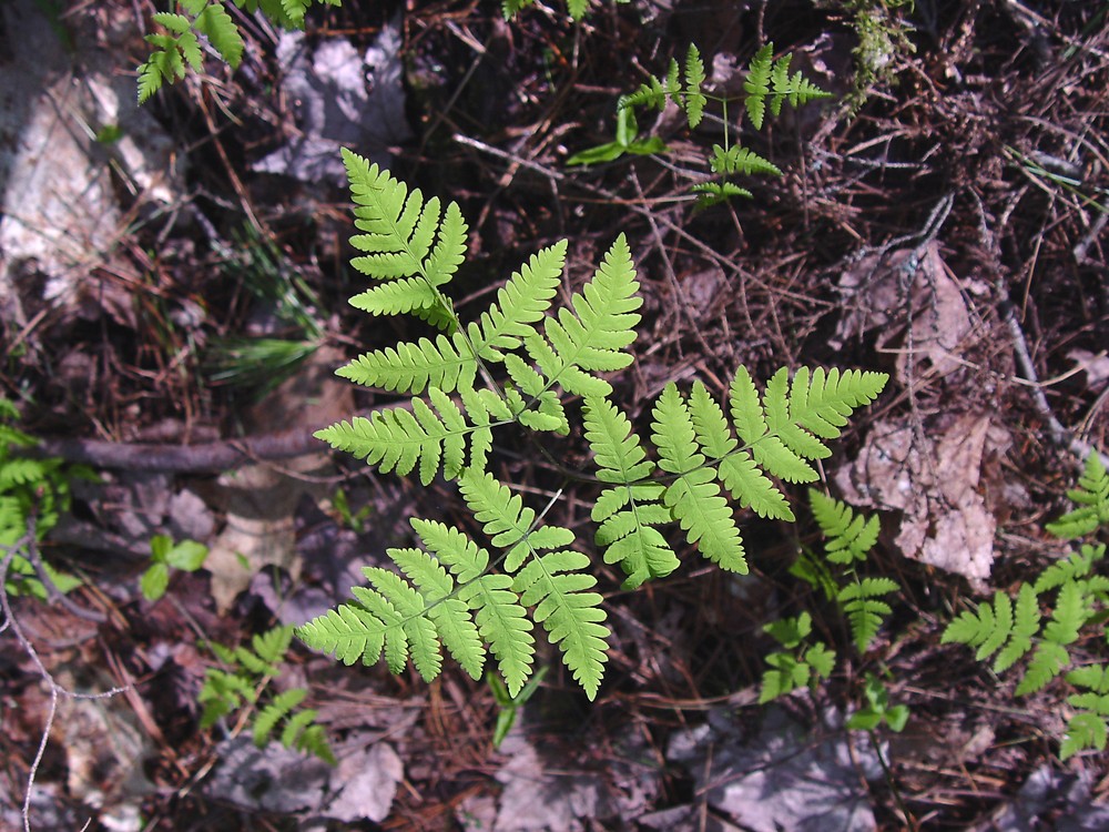 <p>Oak fern (<em>Gymnocarpium dryopteris</em>)</p>