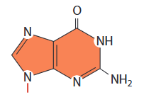 <p>A nitrogenous base that is a purine and bonds with cytosine</p>