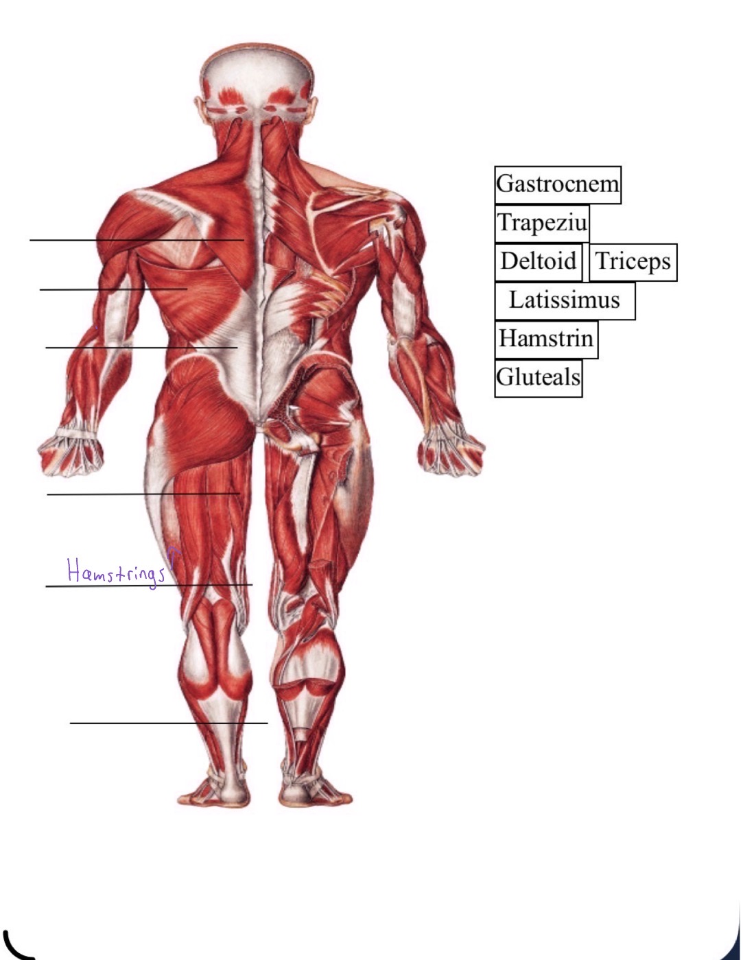 knowt flashcard image