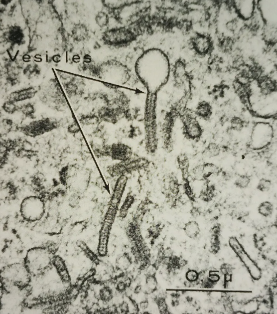 <p>nom et entité liée</p>