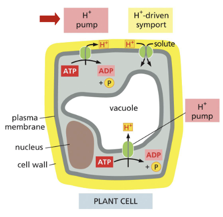 <p>H<sup>+</sup> pump </p>