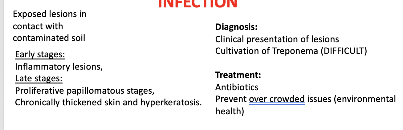 <p>Early: inflammatory lesions </p><p>Late: proliferate papillomatous stages, <strong>chronically thickened skin and hyperkeratosis</strong></p>
