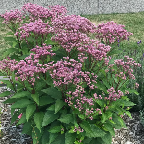 <p>whorled leaves</p><p>pale pink/lavender tuft flowers (cyme)</p><p>leaflets coming out og axial buds</p><p>doubly serrated margin</p><p>upright and multistemmed</p><p>red petiole into reddish brown stem</p>