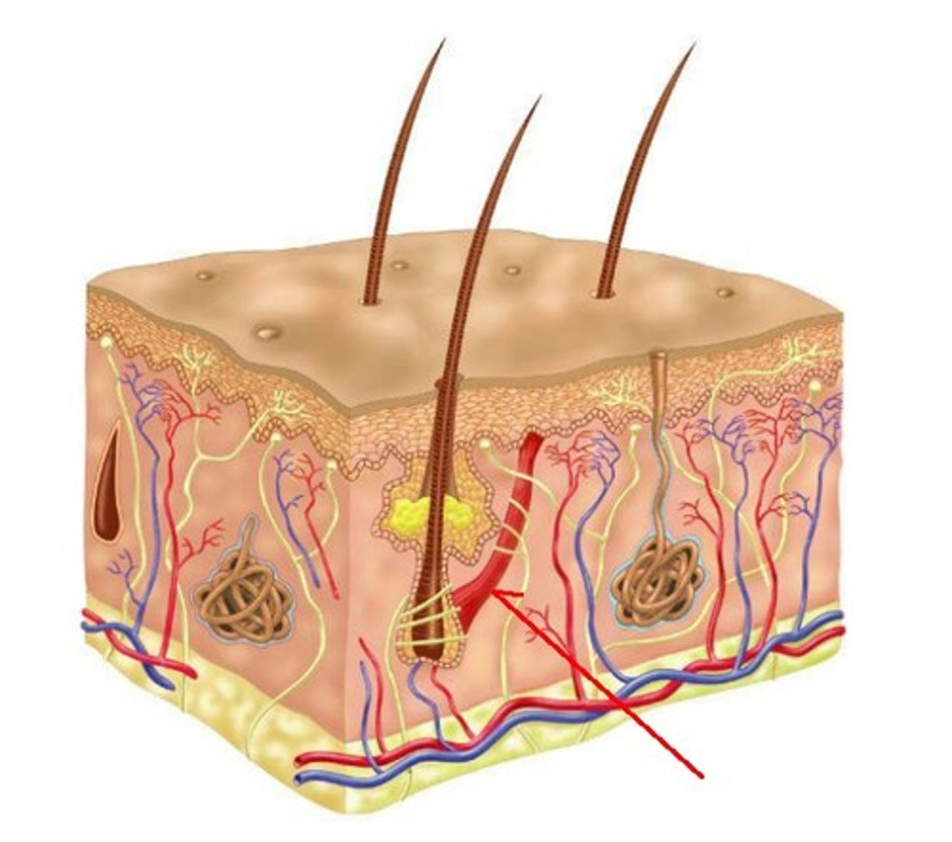 <p>Join bacterial cells in preparation for the transfer of DNA</p>