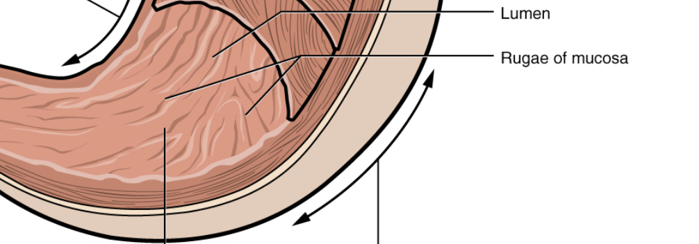 <p>allow for stomach expansion </p>