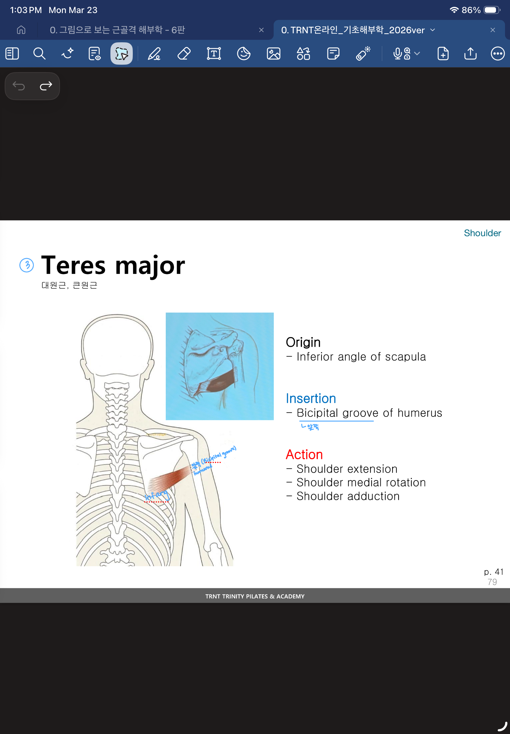 <p>Bicipital groove of humerus(앞쪽) → inferior angle of scapula</p><ul><li><p>latissimus dorsi랑 짝꿍</p></li></ul><p>대원근, 큰원근</p>