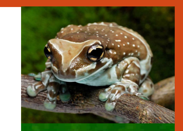 <p>name this animal</p>