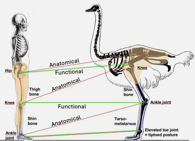 <ul><li><p class="Paragraph SCXO234632051 BCX4" style="text-align: left;"><span style="background-color: inherit; line-height: 19.55px;">Uproght limbs, vs sprawling limbs of crocs and lizards</span><span style="line-height: 19.55px;">&nbsp;</span></p></li><li><p class="Paragraph SCXO234632051 BCX4" style="text-align: left;"><span style="background-color: inherit; line-height: 19.55px;">Short thigh hidden by feathers</span><span style="line-height: 19.55px;">&nbsp;</span></p></li><li><p class="Paragraph SCXO234632051 BCX4" style="text-align: left;"><span style="background-color: inherit; line-height: 19.55px;">Ankle held clear of the ground, run on tiptoes (digitigrade)</span><span style="line-height: 19.55px;">&nbsp;</span></p></li></ul><p></p>