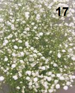 <p>Gypsophila</p>