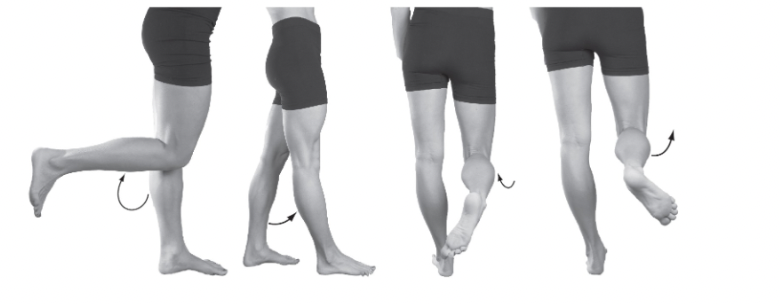 <p>Name the movements of the knee joint</p>