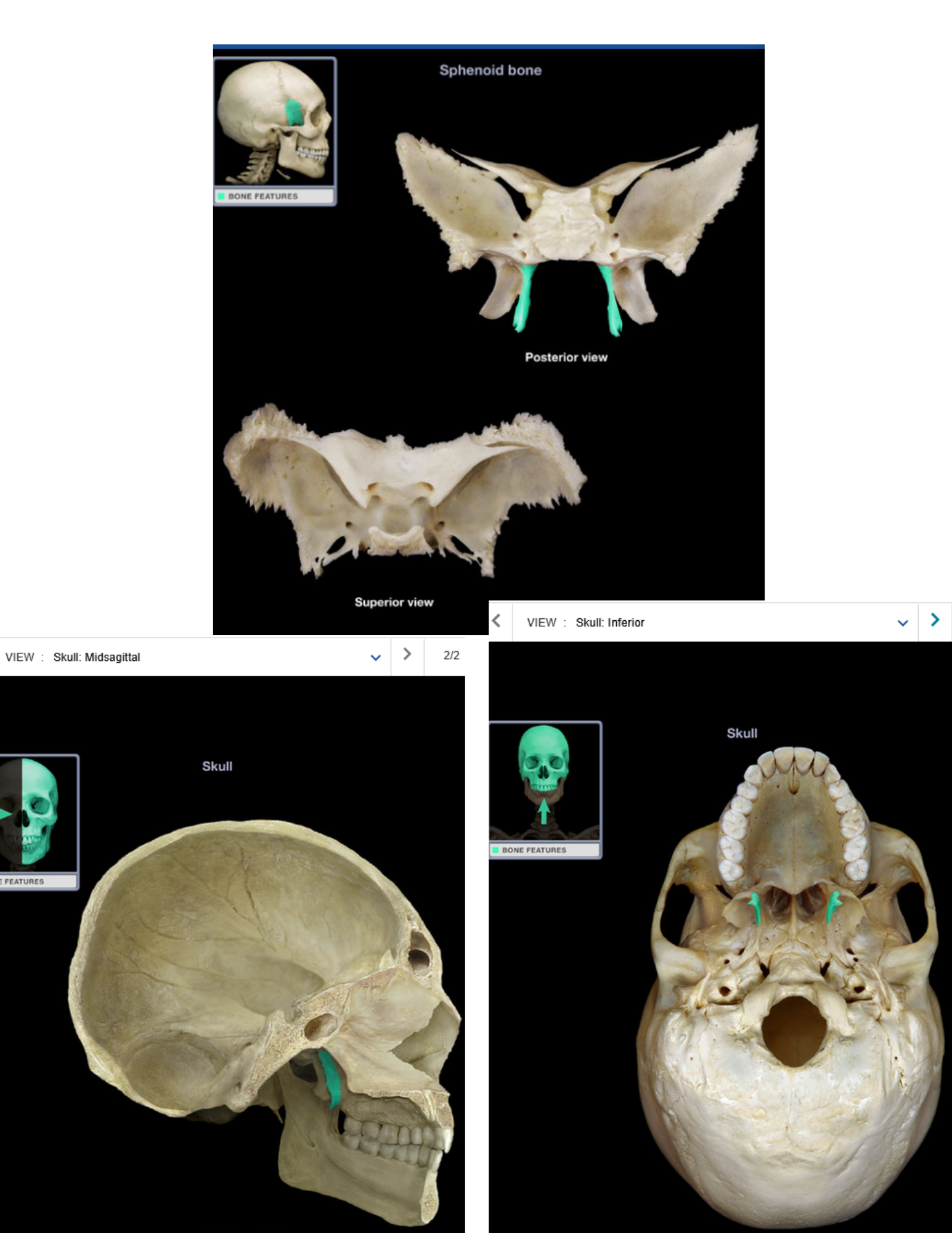 knowt flashcard image