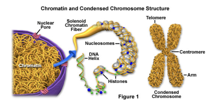 <p><span>the substance that gives the nucleus a granular appearance, contains genomic DNA that is observable in the nuclei of nondividing cells</span></p>