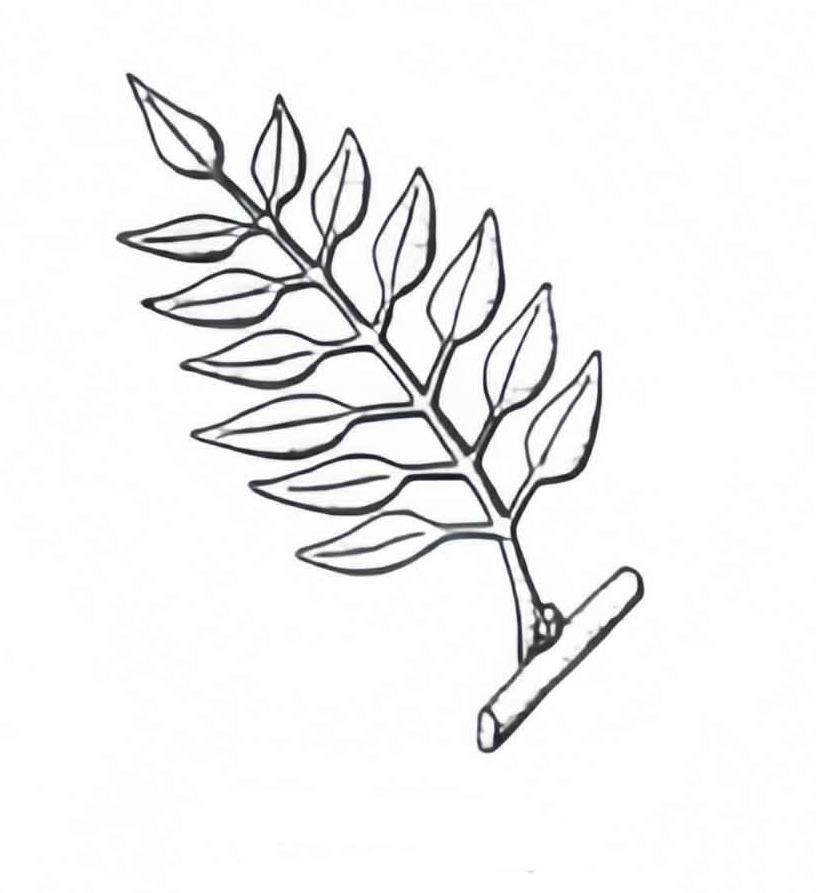 <p>Pinnately Compound </p>