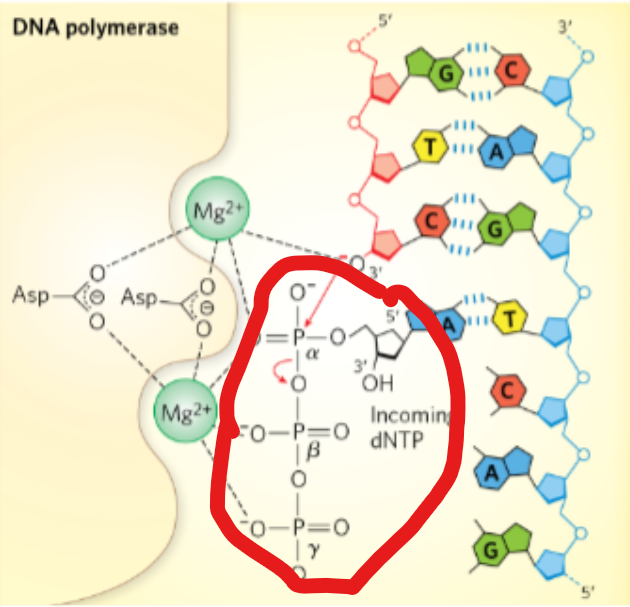<p>with <strong>DNA polymerase</strong> what are the <strong>substrates </strong>for it</p>