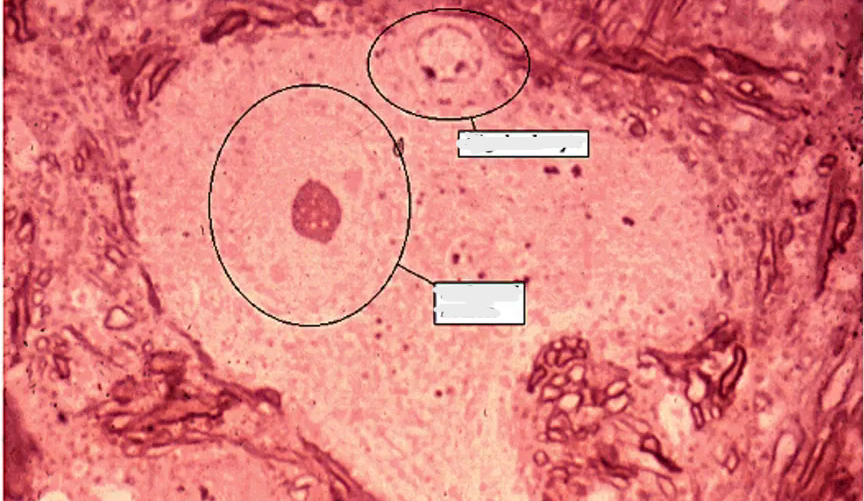 <p>label the two circles</p>