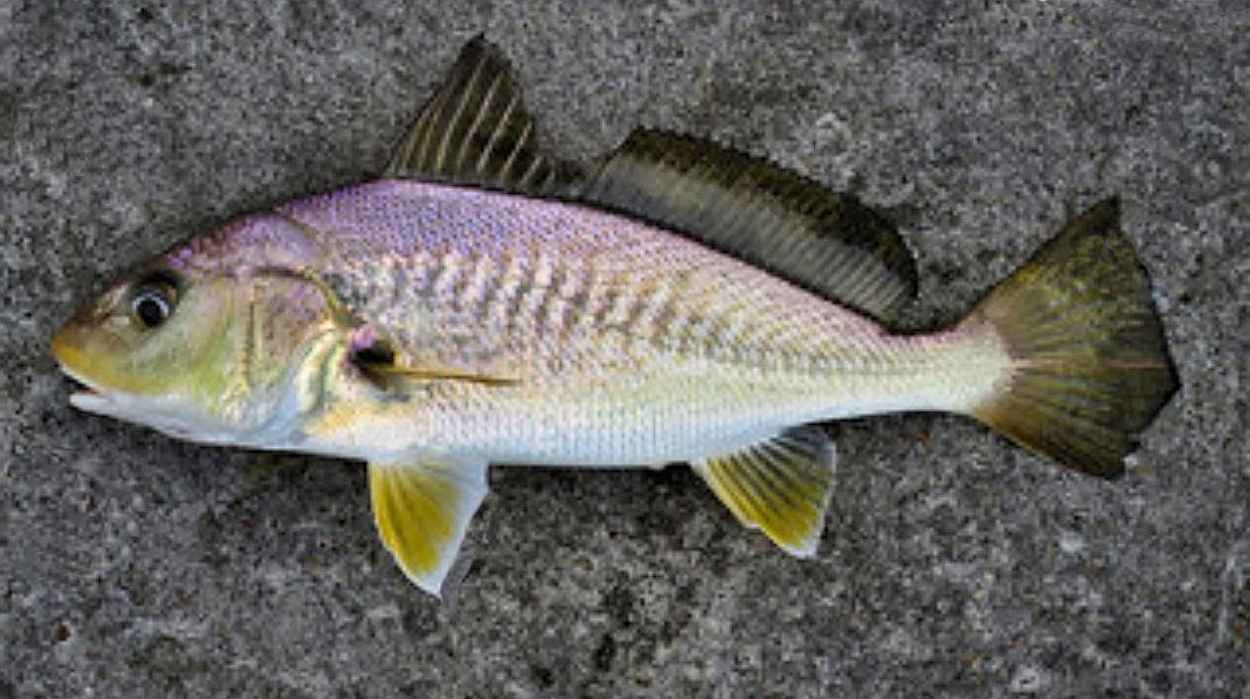 <p>Faint mottling, one barbel, spiny separate first dorsal</p>
