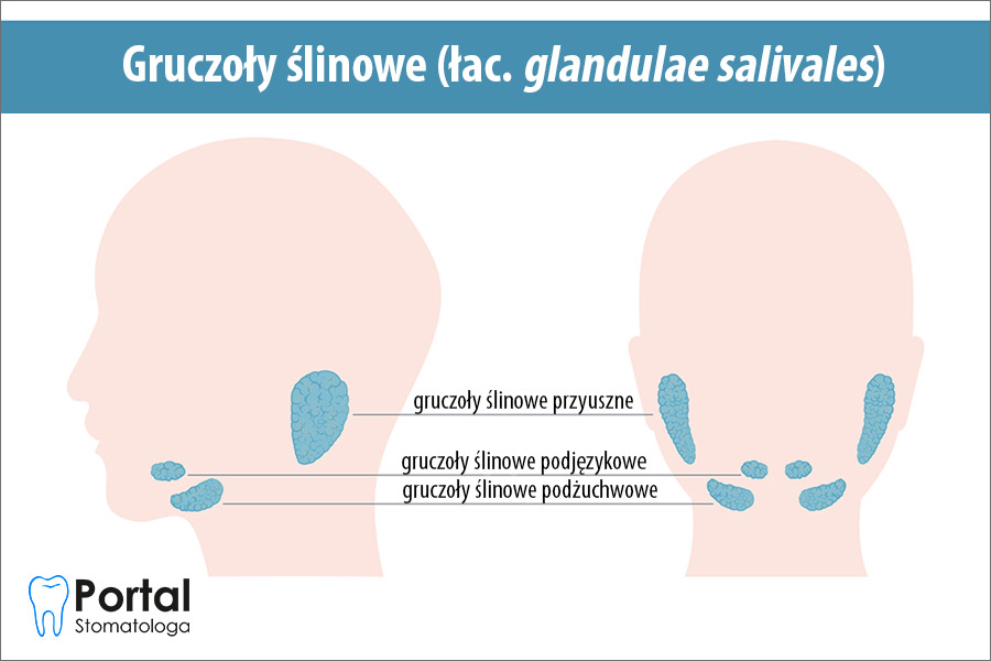 <p>Przyuszna (największa, poniżej ucha, przewód Stenona uchodzi przy 2. górnym trzonowcu), podżuchwowa (w trójkącie podżuchwowym) i podjęzykowa (dno jamy ustnej) – dwie ostatnie uchodzą na mięsku podjęzykowym. Funkcje: Produkują ślinę, która zwilża pokarm i trawki cukry ptialiną.</p>