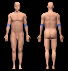 <p>front of elbow</p>